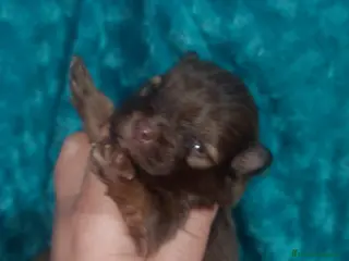 Raza Mixta perros Maltipom machos chocolate - Anuncio 5