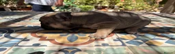 Bulldog Francés perros en venta: Bulldog frances - Anuncio 4