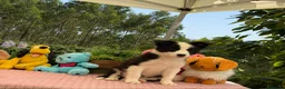 Border Collie perros en venta: Excelente camada de border collie - Anuncio 6