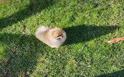 Pomerania perros en venta: Pomerania bellísimo  - Anuncio 8
