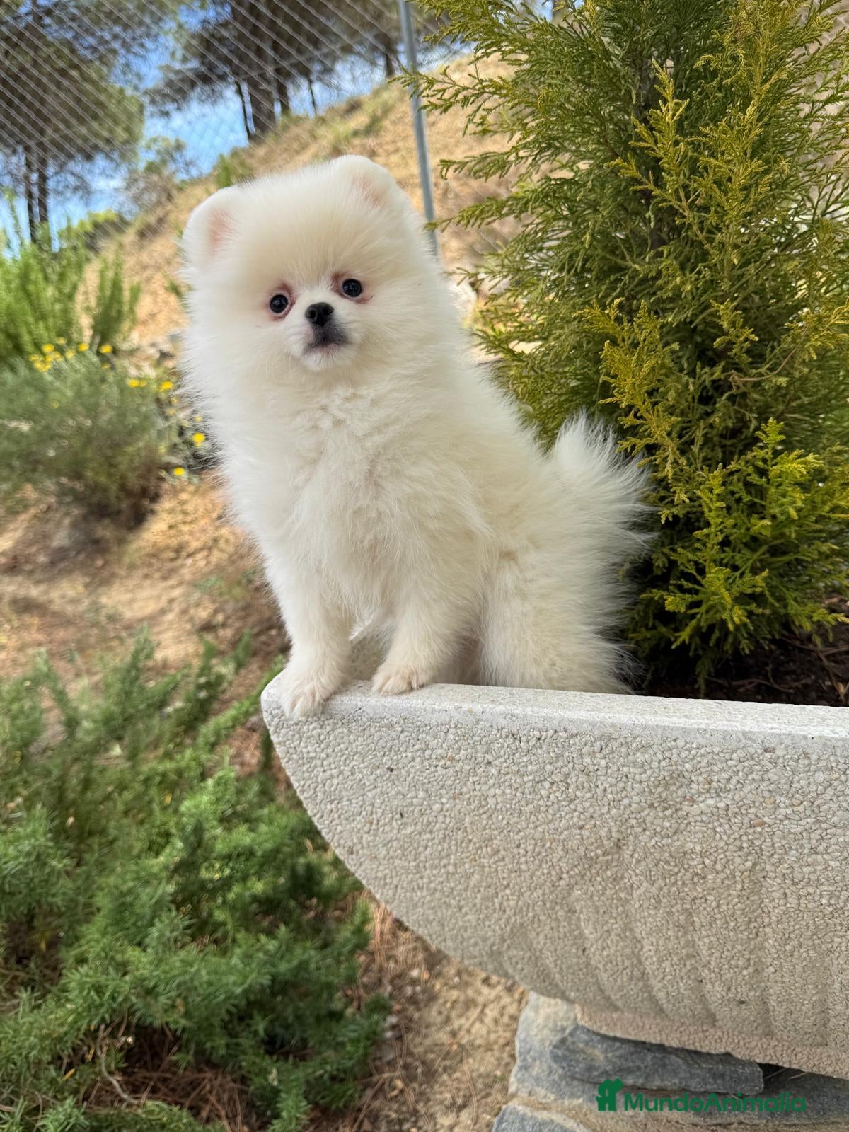 Pomerania perros en venta: Pomerania toy hembra disponible  - Anuncio 6