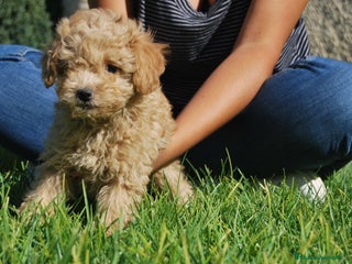 Caniche Toy perros en Madrid - Anuncio 41