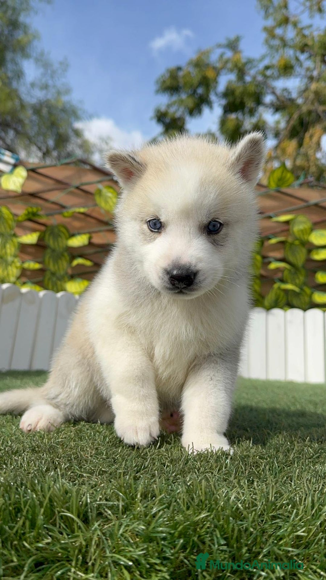 Husky Siberiano perros en venta: HUSKY - Imagen 1