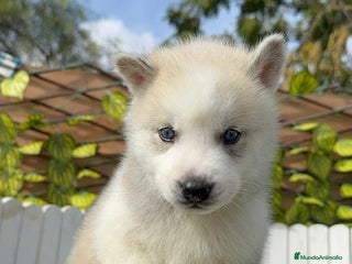 Husky Siberiano perros - Anuncio 1