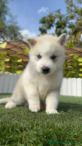 Husky Siberiano perros - Anuncio 3