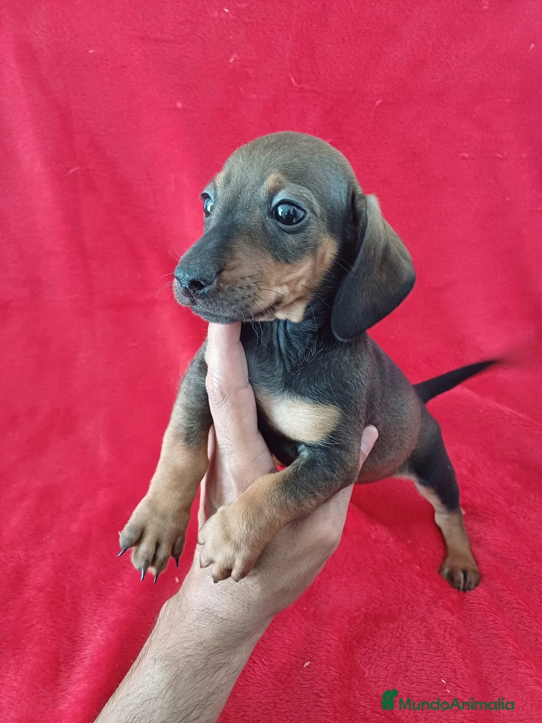 Teckel Miniatura perros en venta: Teckel Mini Sable  - Anuncio 2