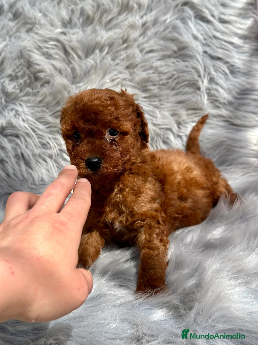 Caniche Toy perros en venta: CANICHE TOY ROJO DISPONIBLES en Barcelona - Anuncio 2