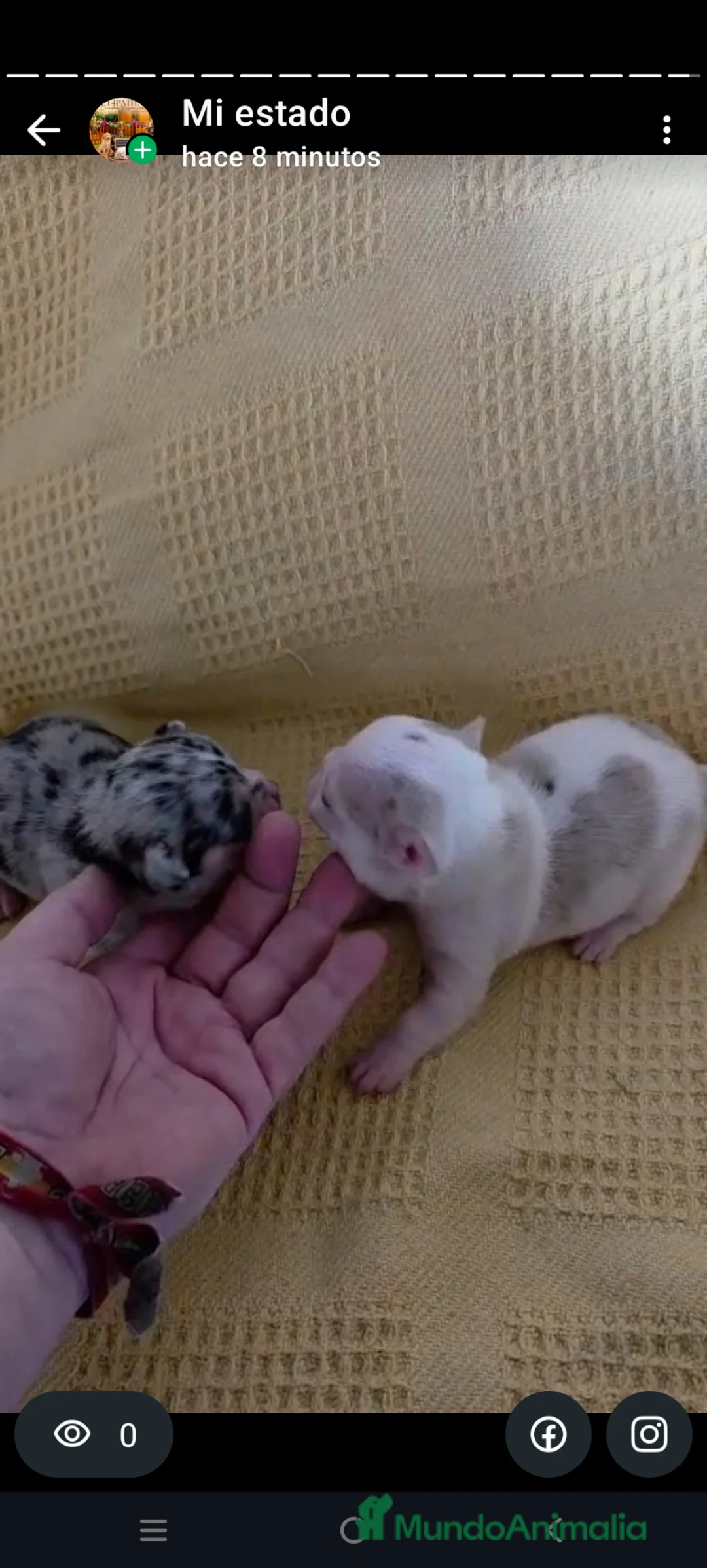 Chihuahua perros en venta: Chihuahua Toy  - Anuncio 2