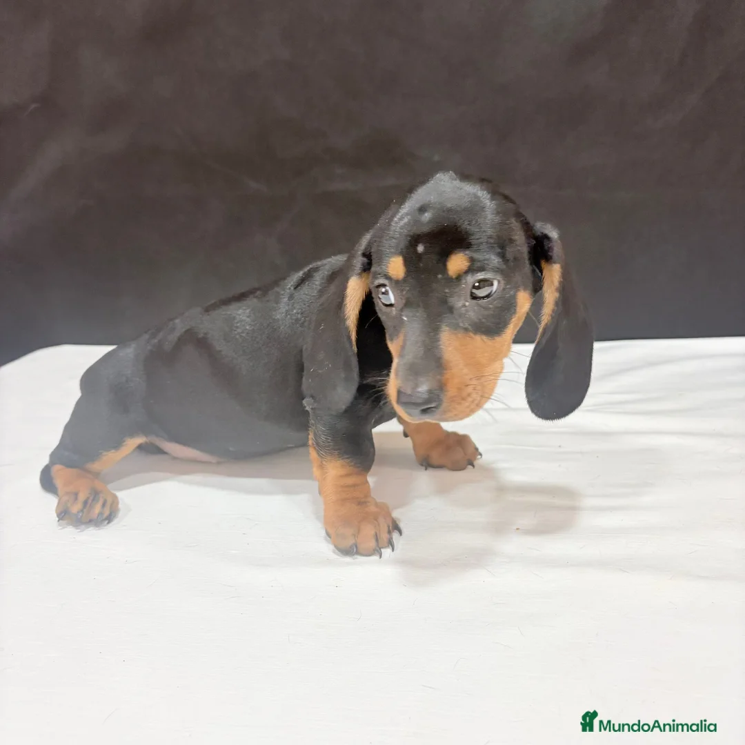 Teckel Miniatura perros en venta: Teckel Miniatura  - Anuncio 2