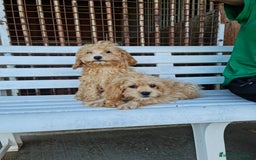 Maltipoo perros en venta: Maltipoo - Imagen 1
