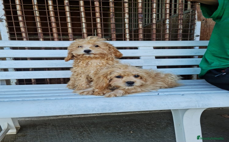 Maltipoo perros - Anuncio 2