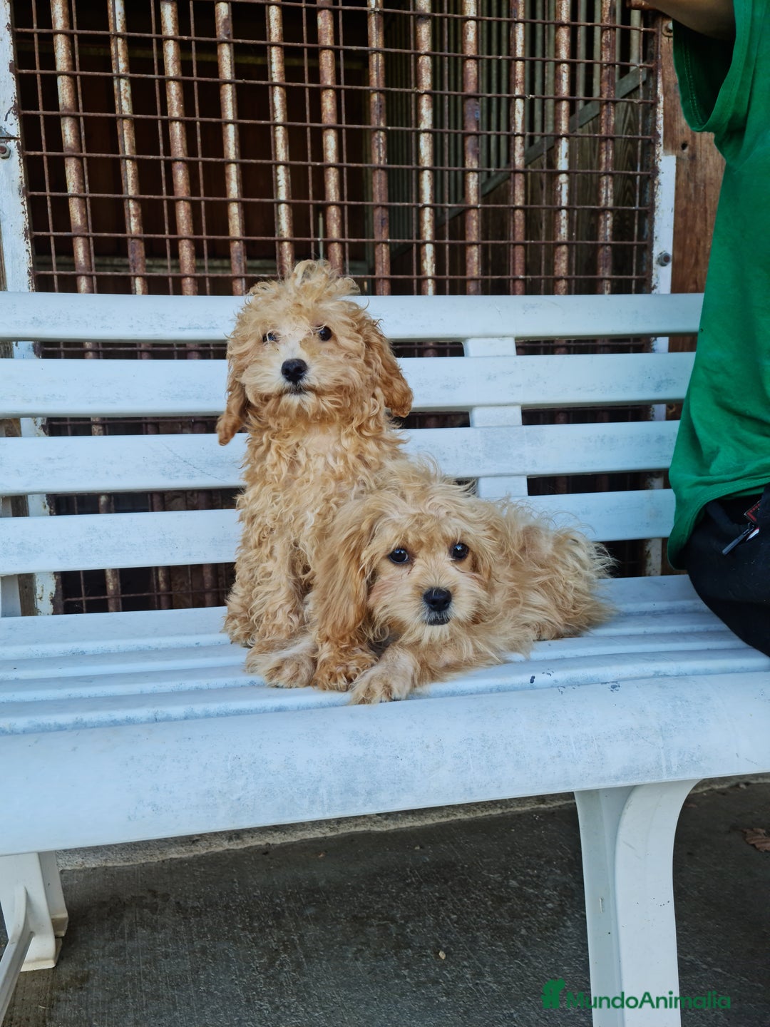 Maltipoo perros en venta: Maltipoo - Imagen 1