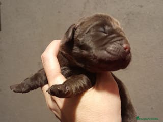 Labrador Retriever perros Cachorros Labrador color chocolate en Granada - Anuncio 1