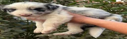 Border Collie perros en venta: Preciosos border collie - Anuncio 1