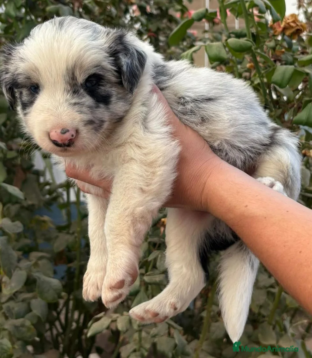 Border Collie perros en venta: Preciosos border collie - Anuncio 1