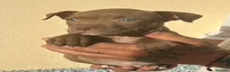 American Pit Bull Terrier perros en venta: Pitbull  - Anuncio 3