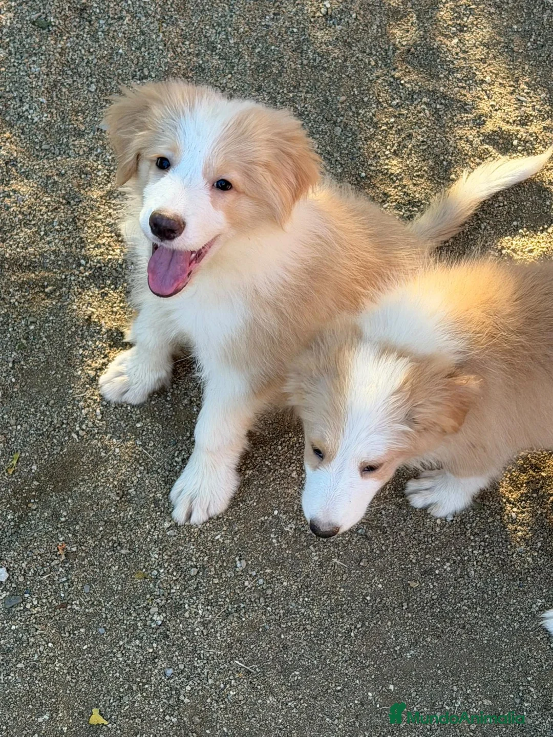 Border Collie perros en venta: BORDER COLLIE ROJO AUSTRALIANO  - Anuncio 2