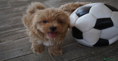 Maltipoo perros - Propaganda 14
