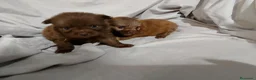 Pomchi perros en venta: Camada de pomchi  - Anuncio 15