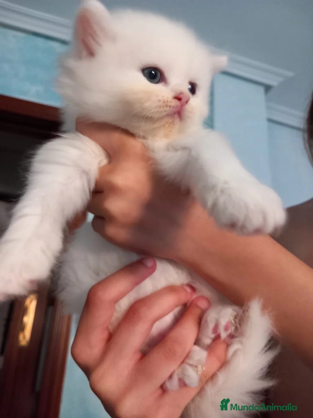 Persa gatos en venta: Gatos persas  - Anuncio 7