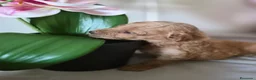 Caniche Toy perros en venta: Caniche tácita  - Anuncio 3