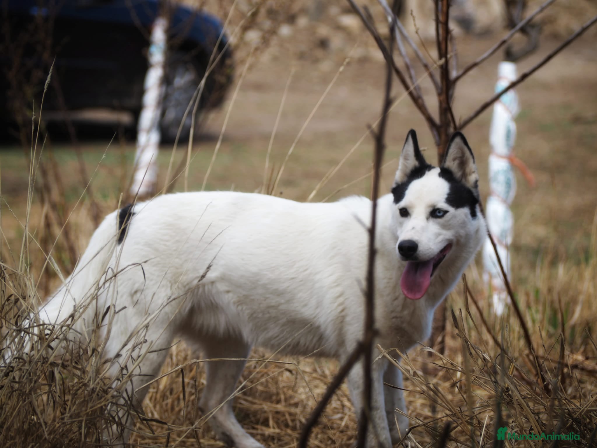 Husky Siberiano perros Husky Siberiano - Anuncio 4