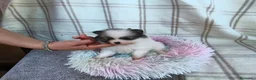 Pomerania perros en venta: POMERANIA HEMBRITA CHIQUITA  - Anuncio 3