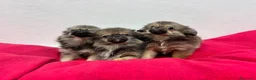 Pekinés perros en venta: Pekines  - Anuncio 3