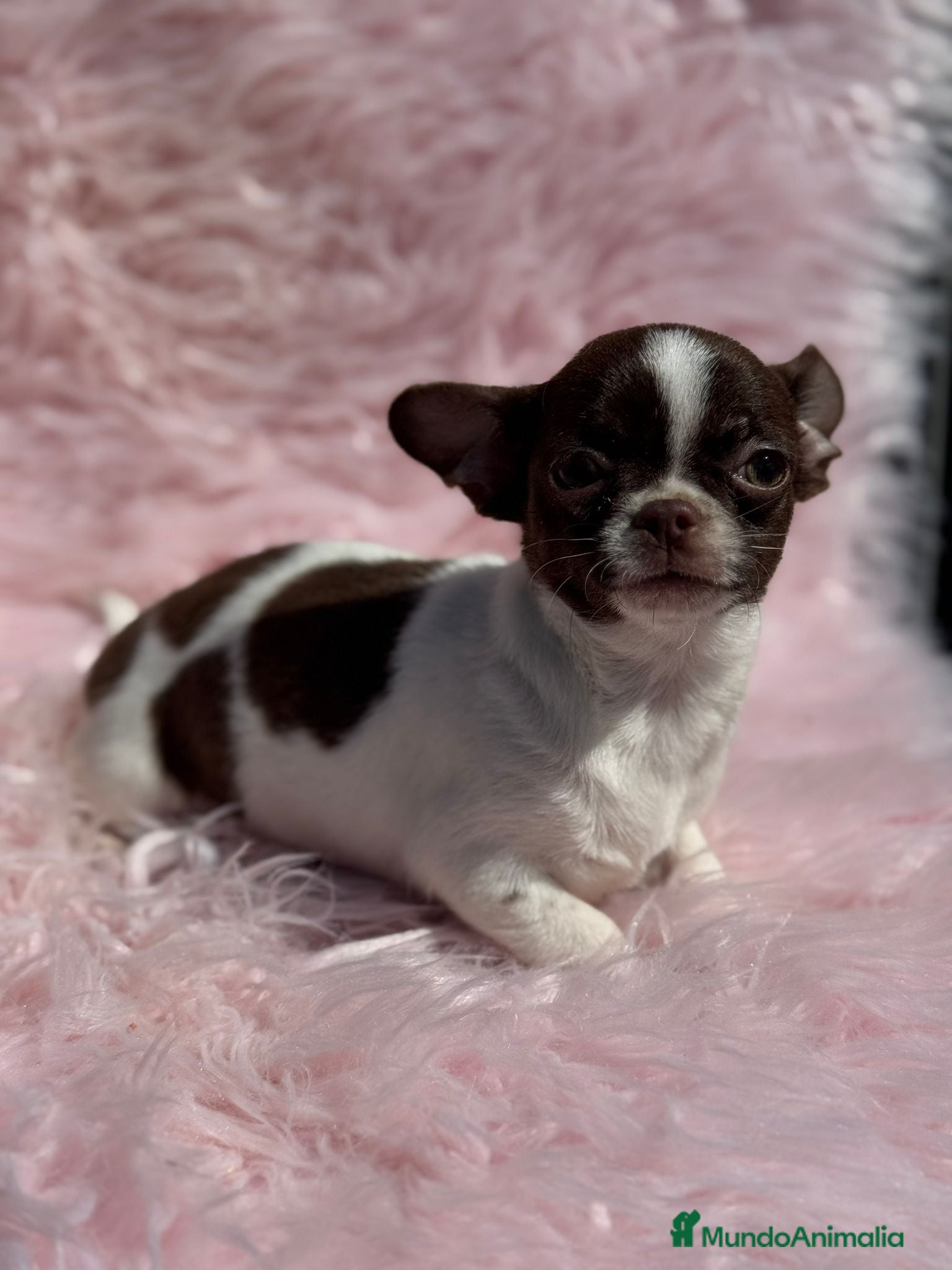 Chihuahua perros Chihuahua bicolor chocolate - Anuncio 2
