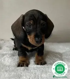 Teckel perros TECKEL MINIATURA - 400€ - Anuncio 2