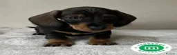 Teckel perros en venta: TECKEL MINIATURA - 400€ - Anuncio 1