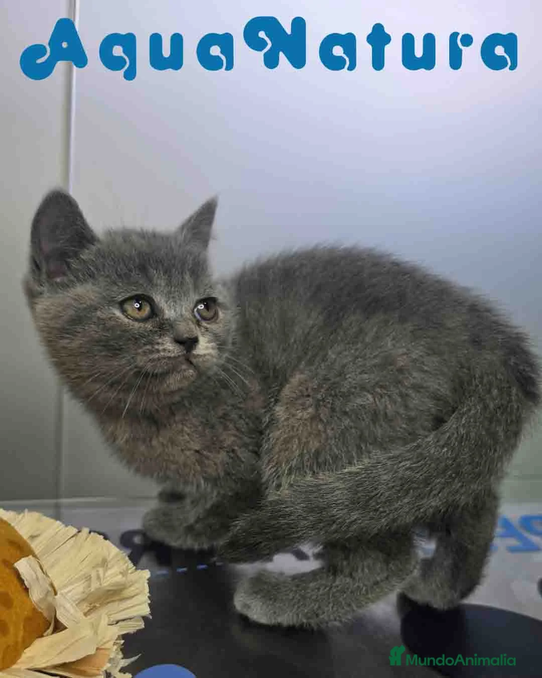 Británico de Pelo Corto Azul gatos en venta: British Hembra 6345 AQUANATURA - Anuncio 1