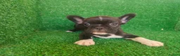 Bulldog Francés perros en venta: Bulldog francés  - Anuncio 10