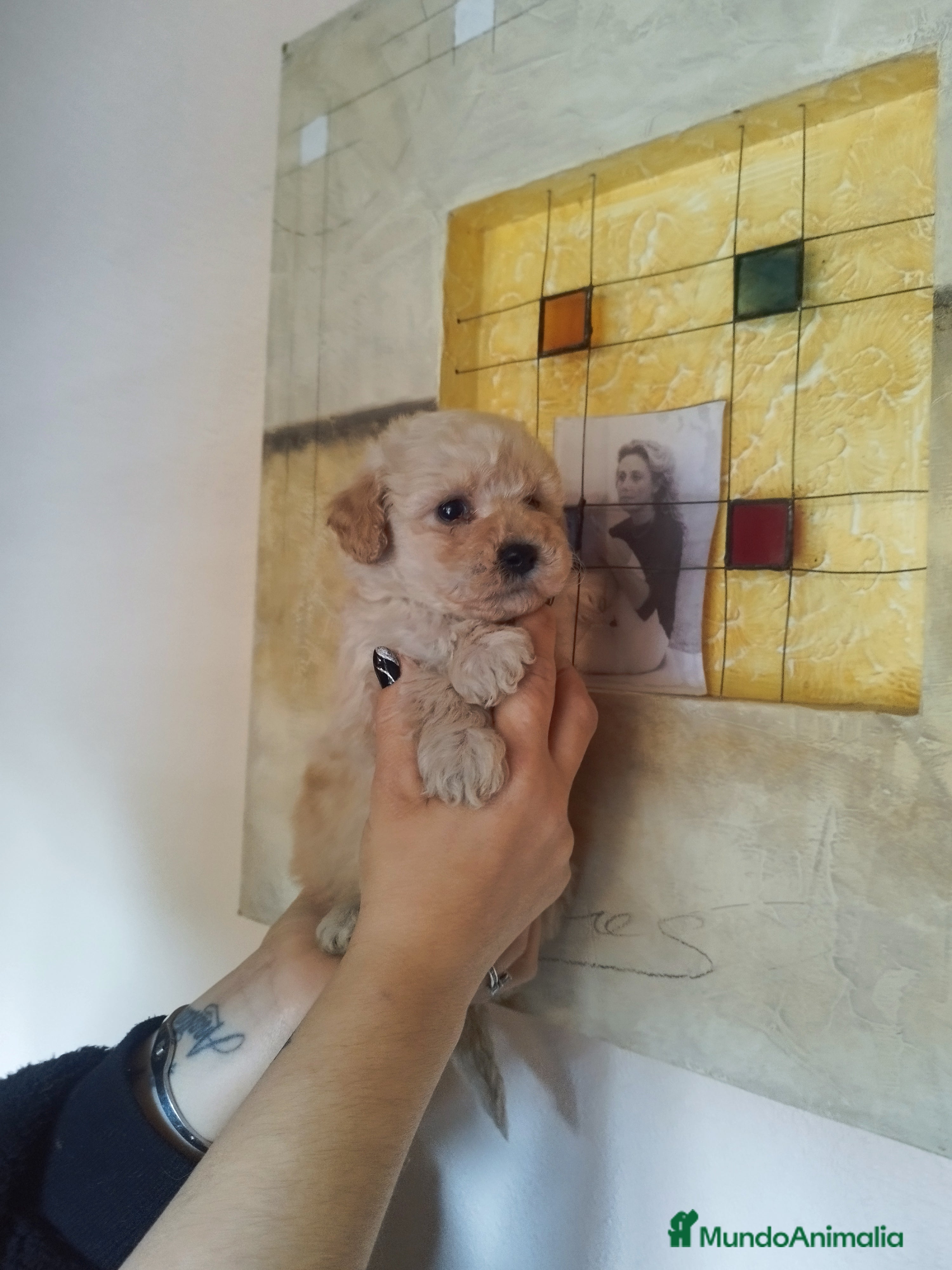 Caniche Toy perros CANICHE HEMBRA EXCLUSIVA  - Anuncio 31