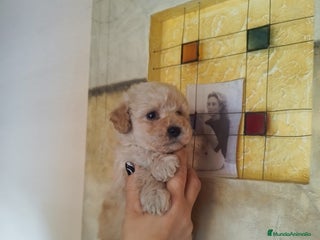 Caniche Toy perros CANICHE HEMBRA EXCLUSIVA - Anuncio 31