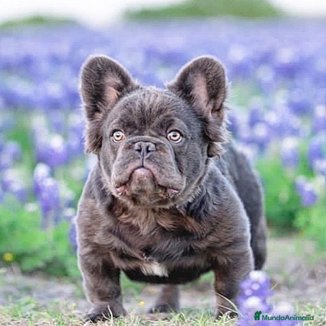 Bulldog Francés perros en venta: Bulldog francés Fluffy - Anuncio 6