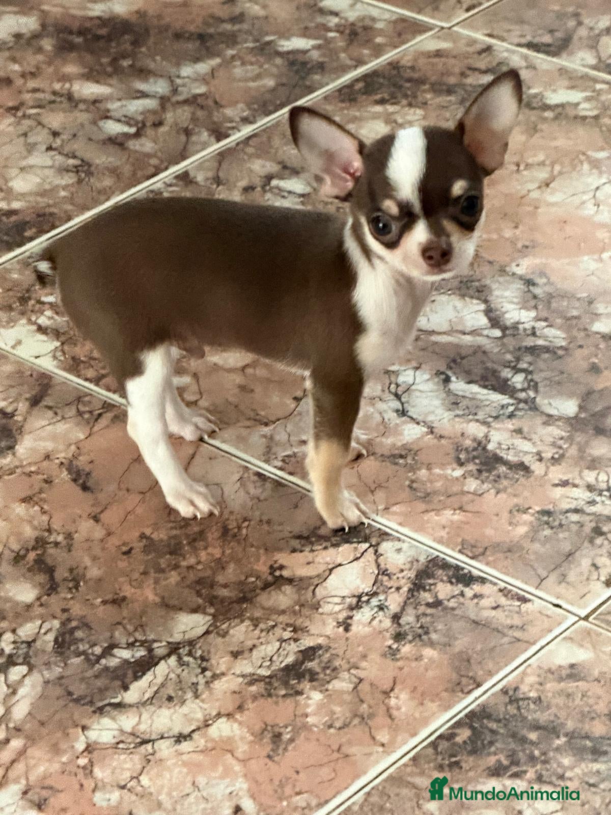 Chihuahua perros Chihuahua tricolor machos - Anuncio 1