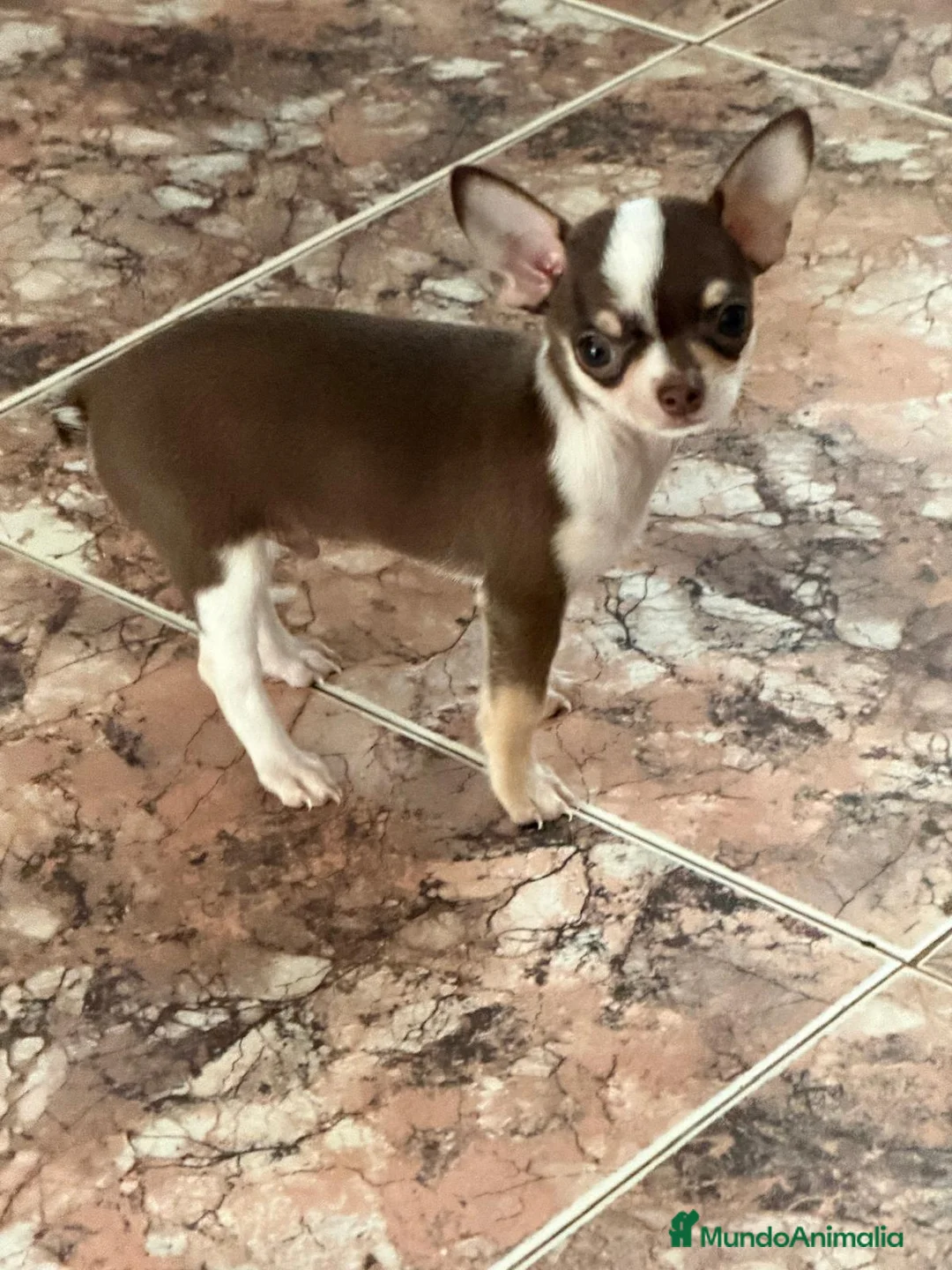 Chihuahua perros en venta: Chihuahua tricolor machos - Anuncio 1