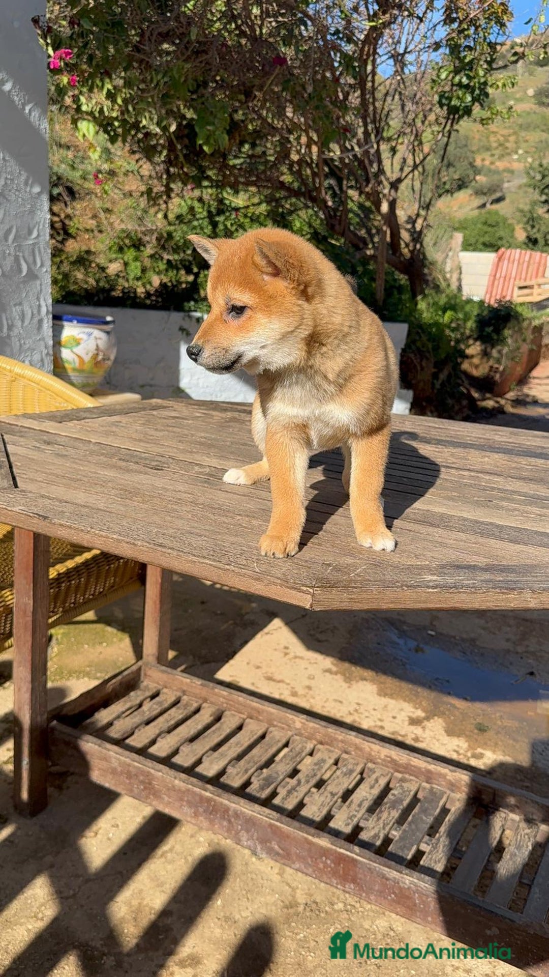 Shiba Inu perros en venta: Shiba Inu increíbles cachorros rojos Machos  - Anuncio 1