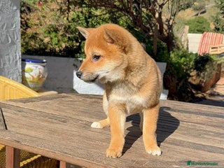 Shiba Inu perros Shiba Inu increíbles cachorros rojos Machos - Anuncio 2