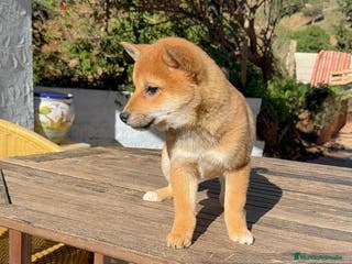 Shiba Inu perros Shiba Inu increíbles cachorros rojos Machos - Anuncio 3
