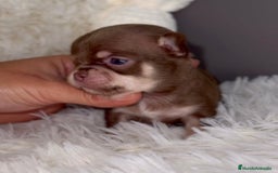 Chihuahua perros en venta: PRECIOSO CHIHUAHUA LINEA RUSA - Imagen 2