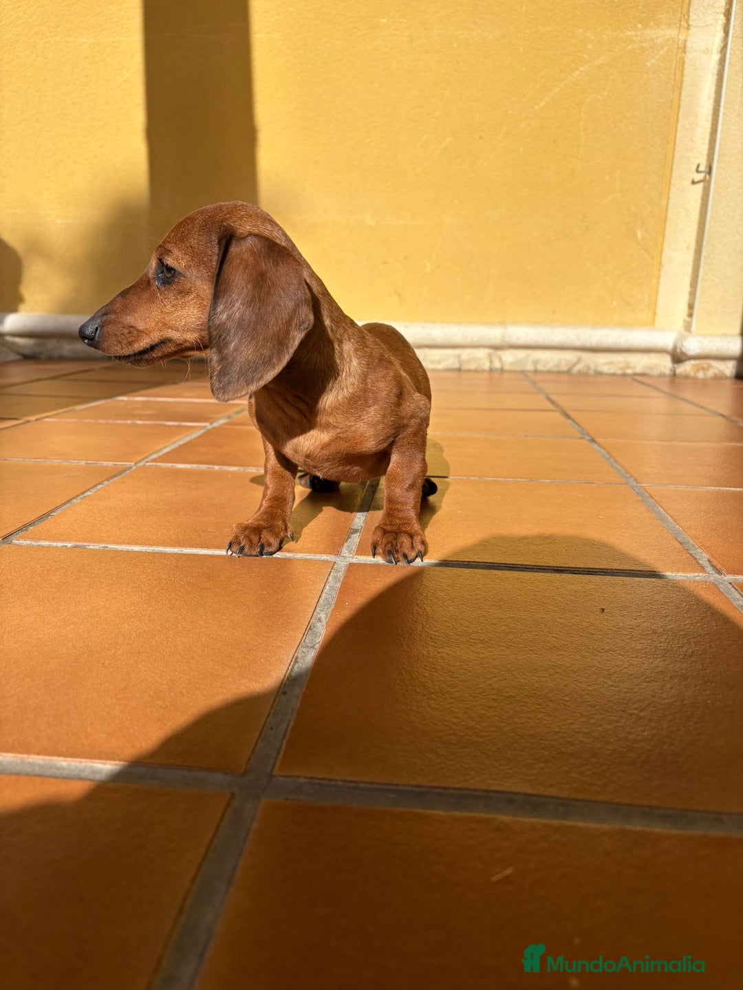 Teckel perros en venta: Teckel kaninchen merle chocolate diluido - Anuncio 8