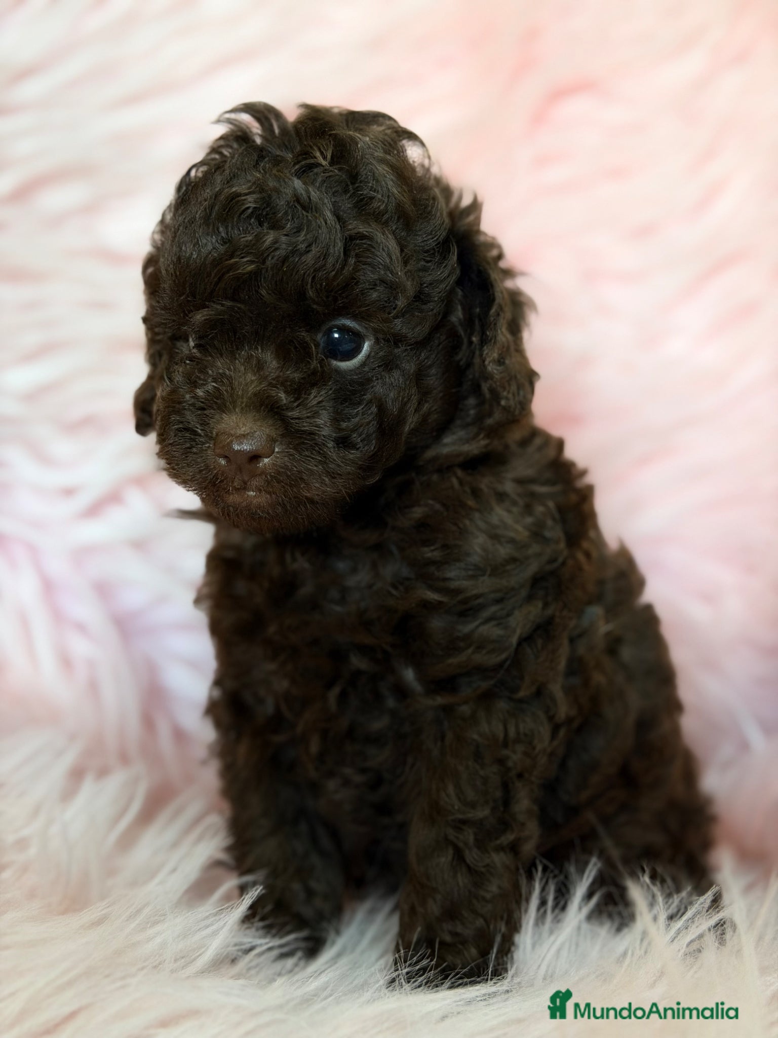 Caniche Toy perros Caniche  chocolate  - Anuncio 1