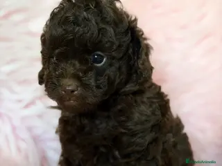 Caniche Toy perros Caniche chocolate - Anuncio 1