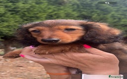 Teckel Miniatura perros en venta: Teckel miniatura pelo largo  - Imagen 5