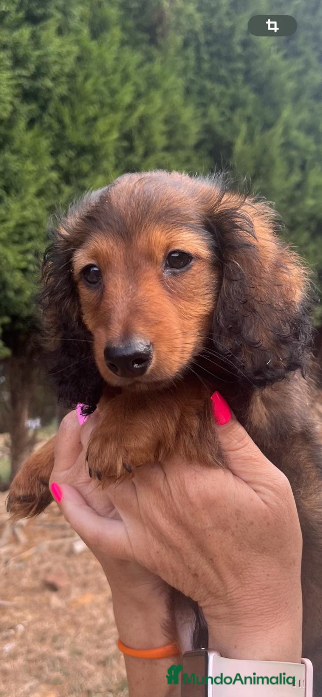 Teckel Miniatura perros en venta: Teckel miniatura pelo largo  - Imagen 5