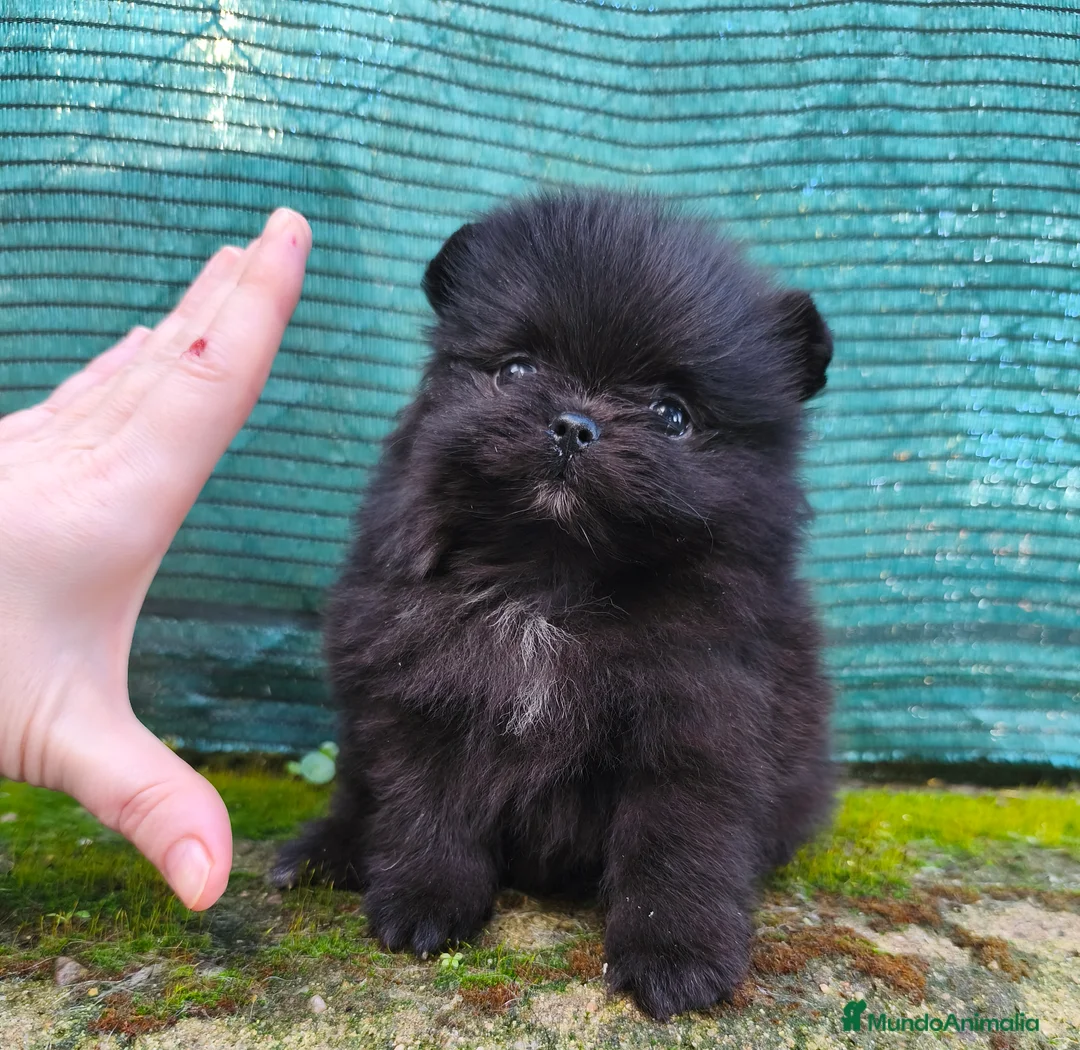 Pomerania perros en venta: Cachorros de línea coreana  - Anuncio 3