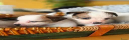 Jack Russell Terrier perros en venta: Cachorros de jack Russell disponibles - Anuncio 10