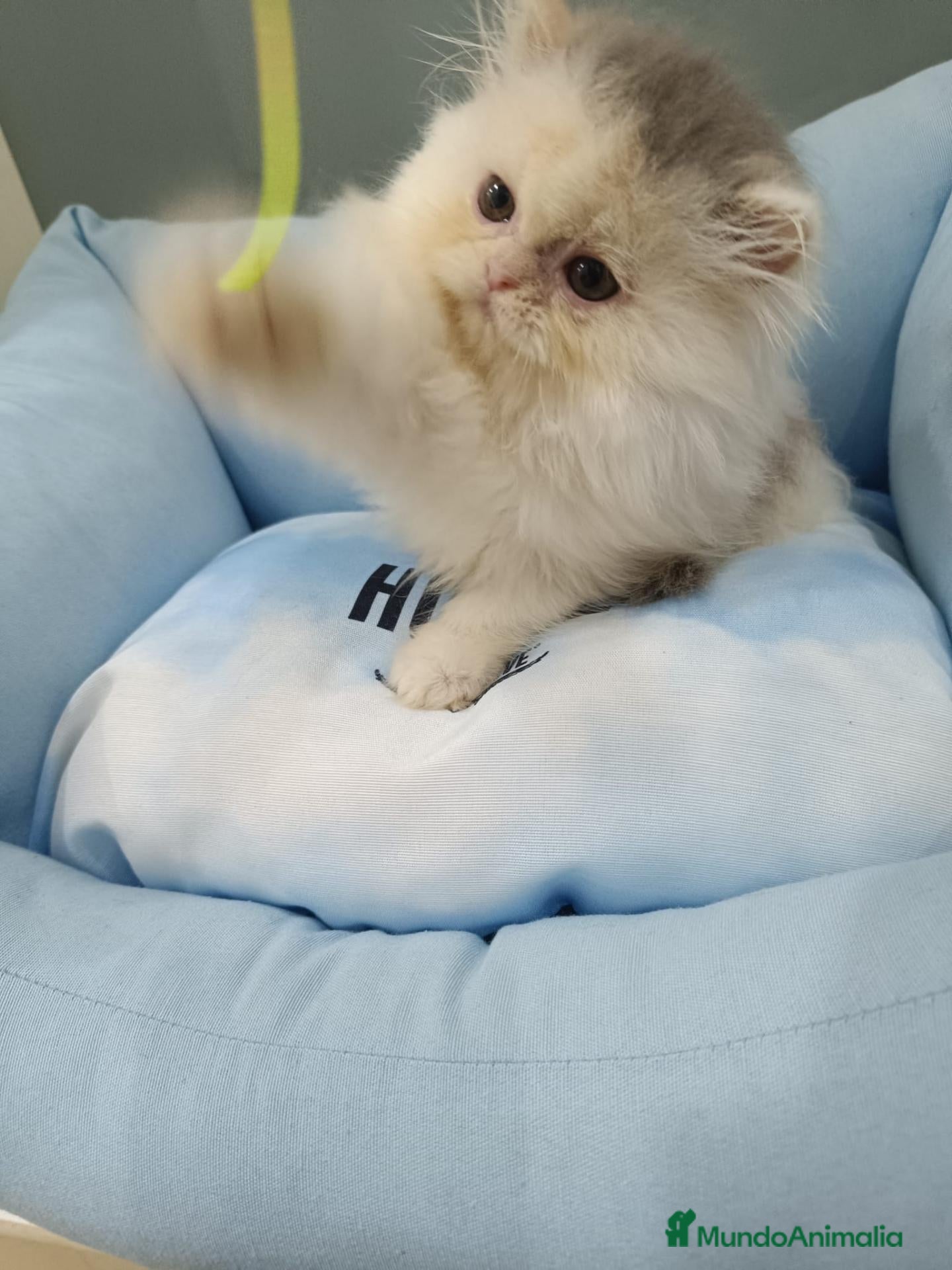 Persa gatos Gata persa americana - Anuncio 1